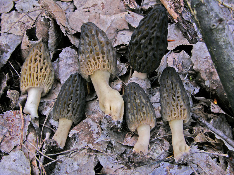 Gioved� 5 aprile Morchella sp.